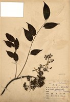 藏品(臭辣樹(賊仔樹))的圖片